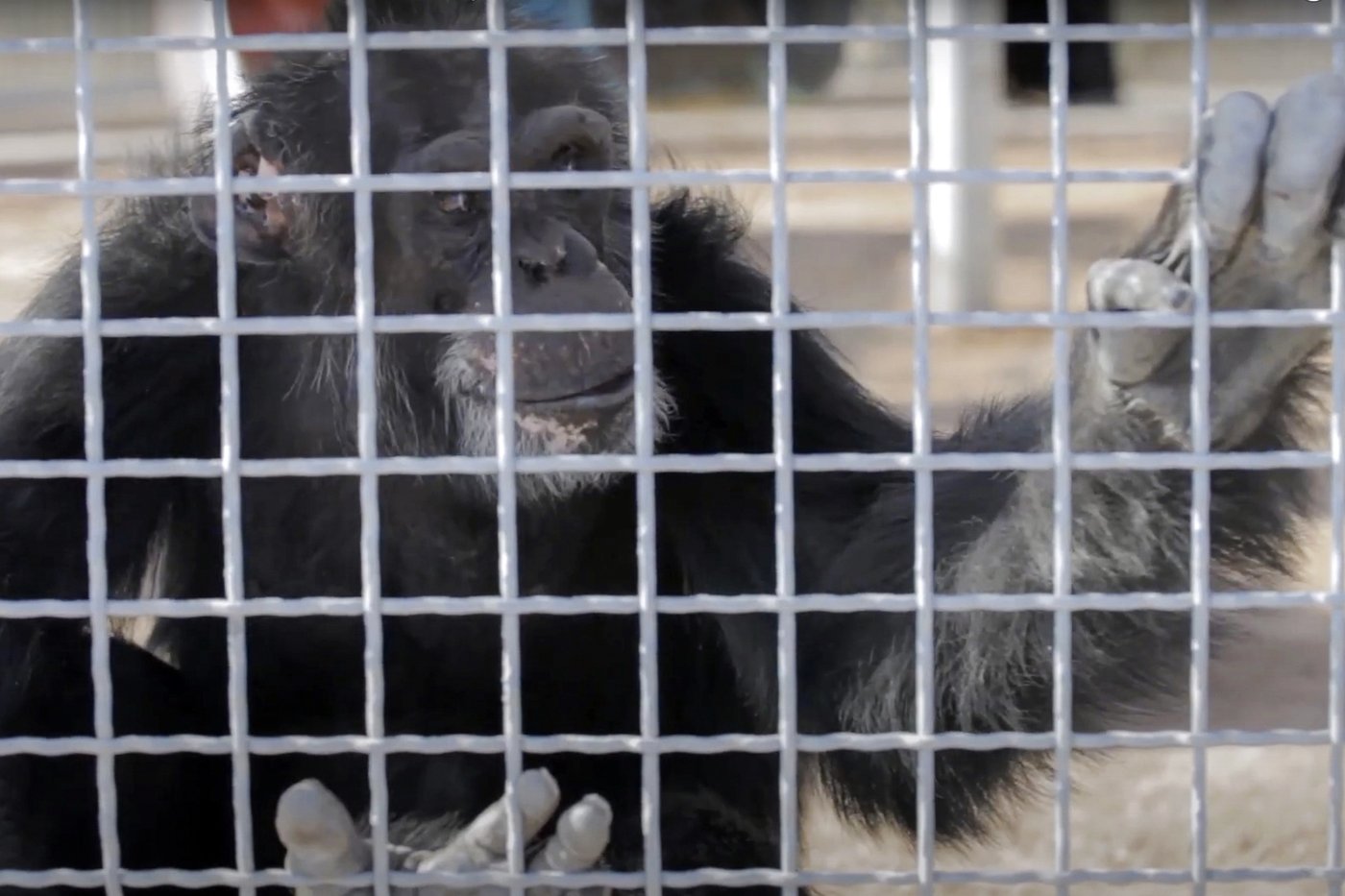 Retired research chimps to be moved from New Mexico to a Louisiana sanctuary | iNFOnews.ca Retired research chimps to be moved from New Mexico to a Louisiana sanctuary | iNFOnews.ca