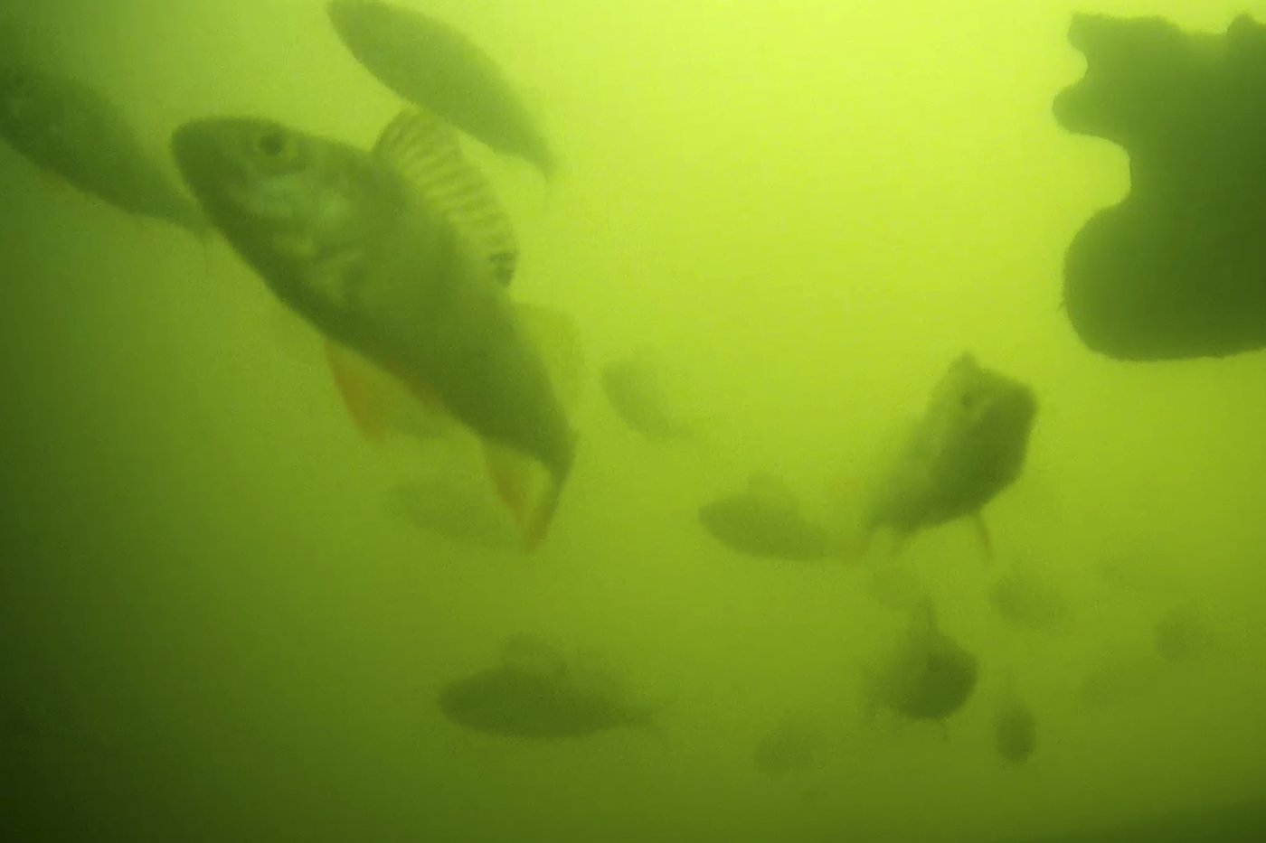 Quirky livestream that lets viewers help fish is a hit with millions | iNFOnews.ca Quirky livestream that lets viewers help fish is a hit with millions | iNFOnews.ca