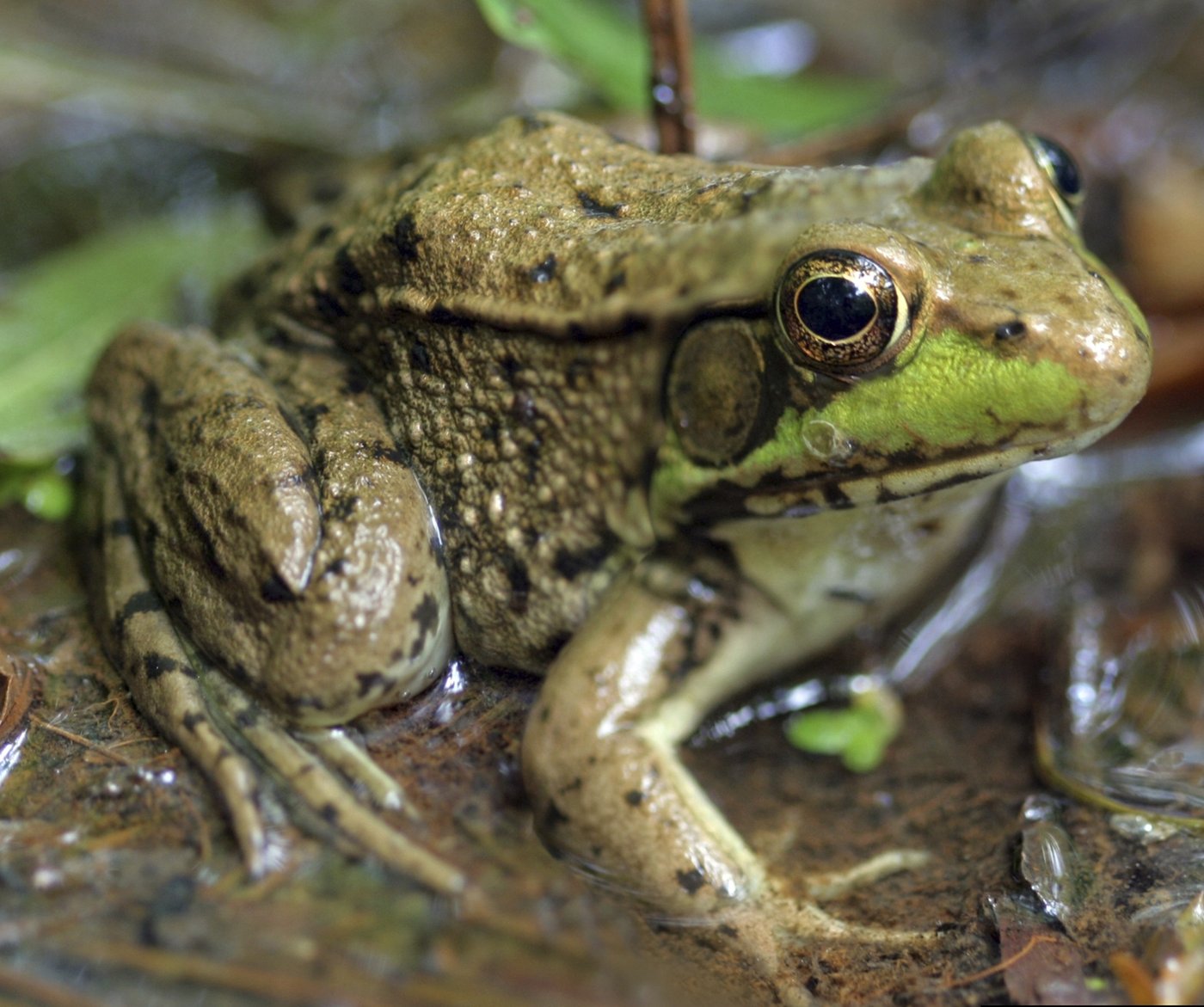 How to turn down the volume and protect wildlife in your yard and garden | iNFOnews.ca How to turn down the volume and protect wildlife in your yard and garden | iNFOnews.ca