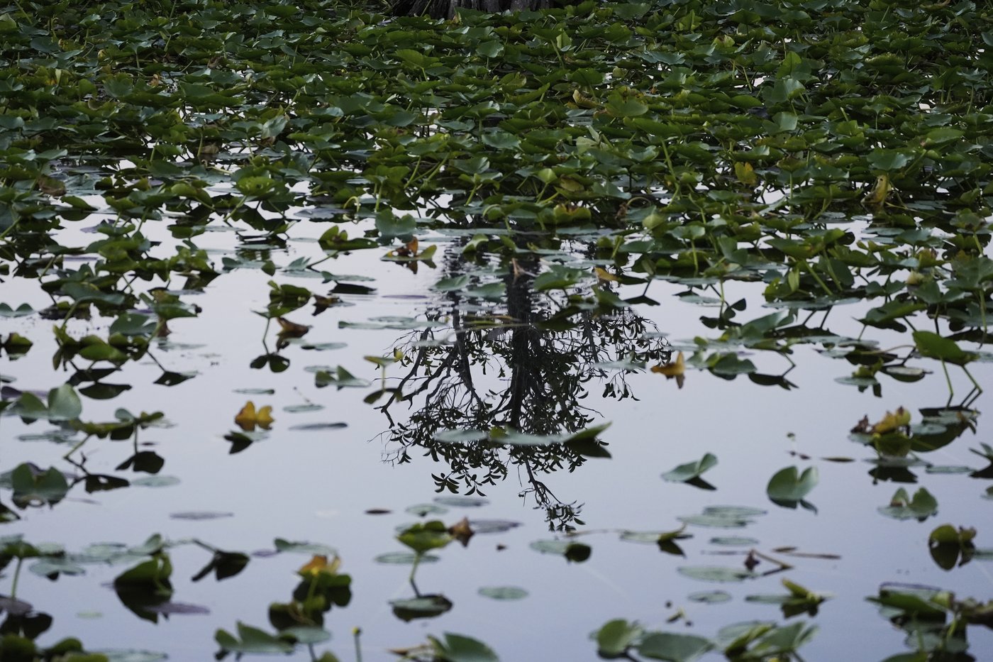 Takeaways from AP's story on the Miccosukee's fight to protect the Everglades | iNFOnews.ca Takeaways from AP's story on the Miccosukee's fight to protect the Everglades | iNFOnews.ca