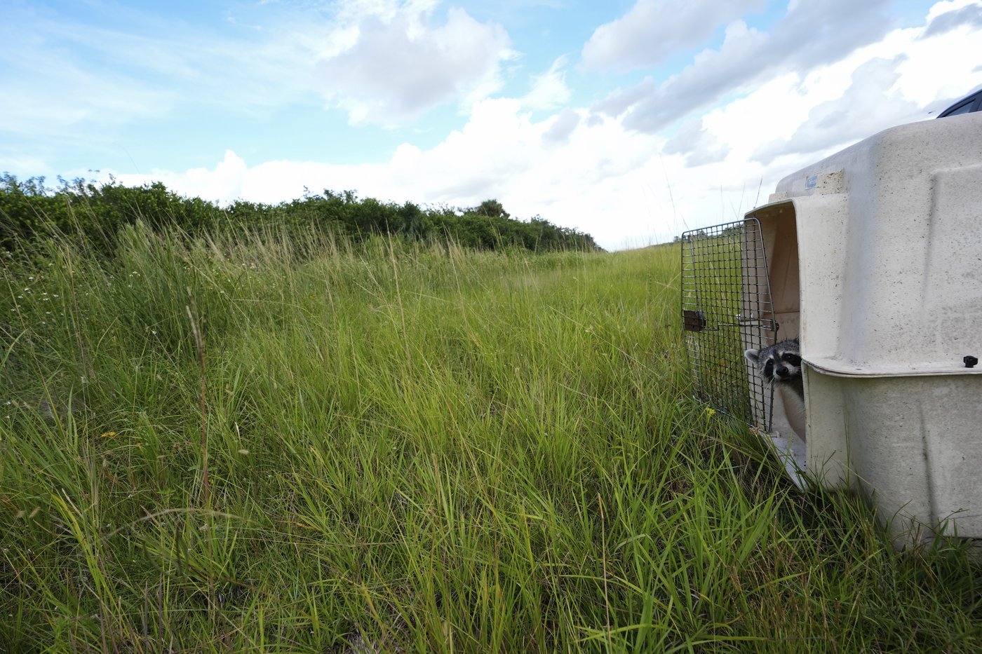 In Florida, the Miccosukee fight to protect the Everglades in the face of climate change | iNFOnews.ca