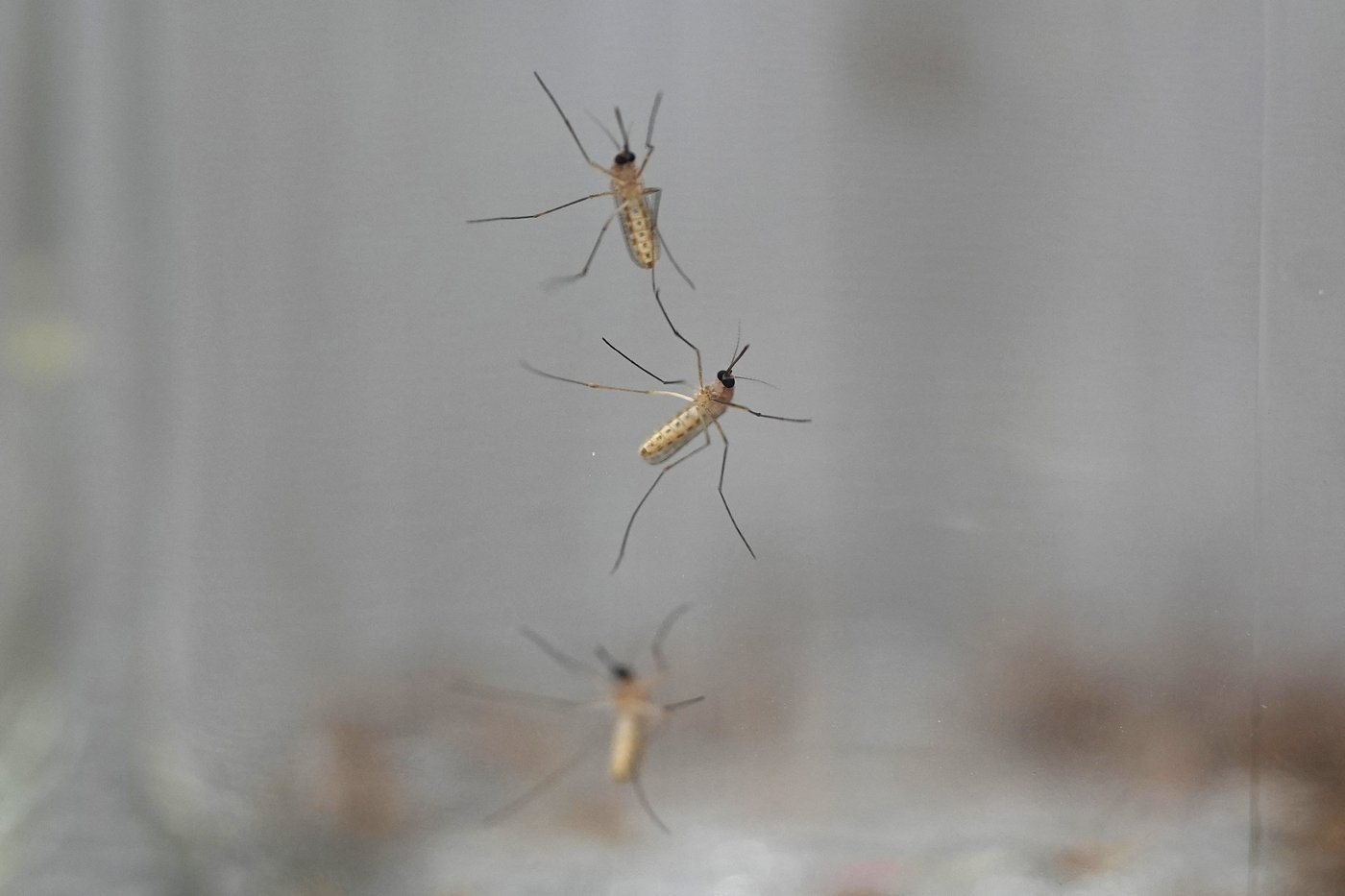 How to humanely deal with pests without using cruel traps or harmful chemicals | iNFOnews.ca
