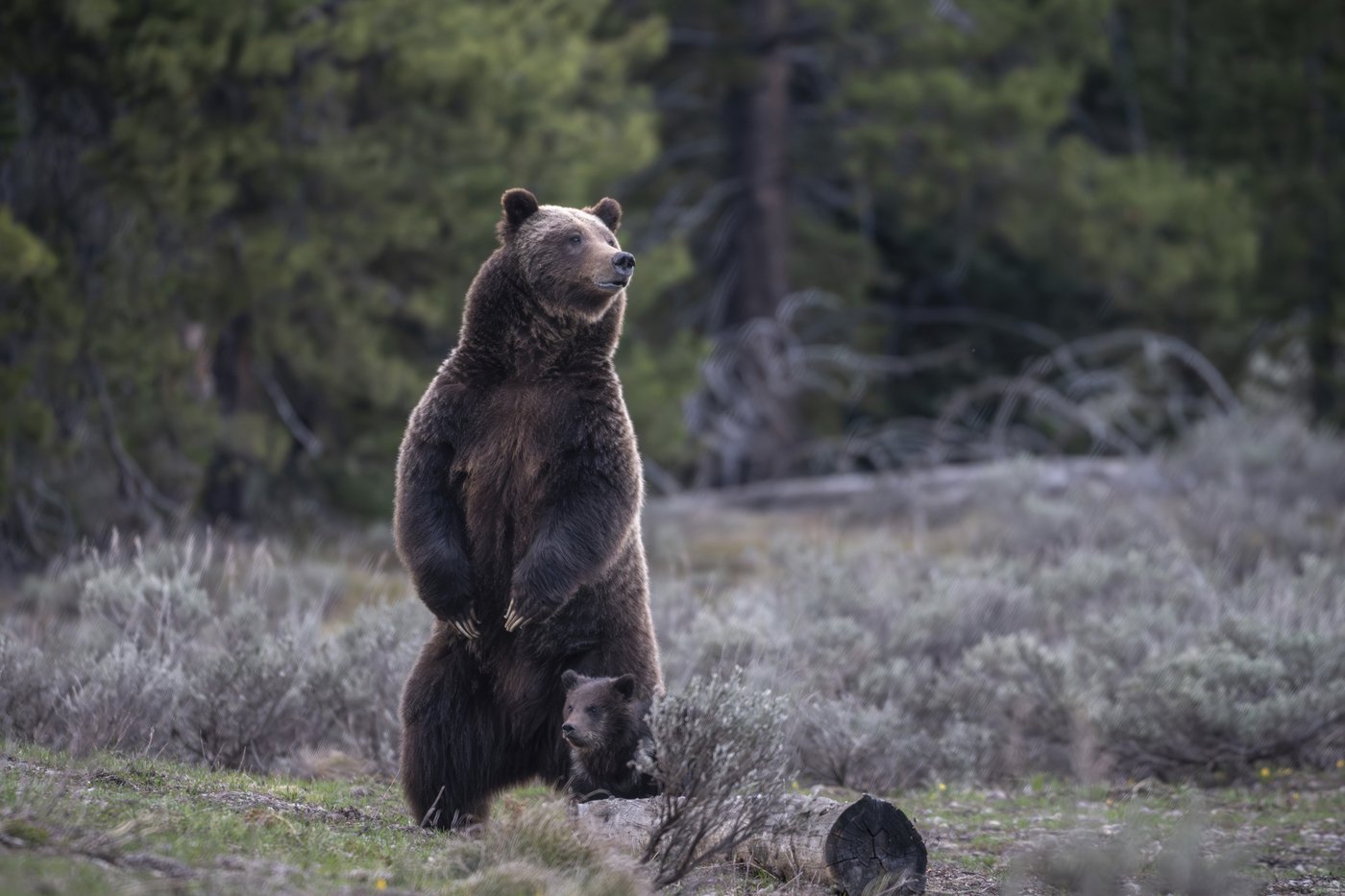 New approach to Rocky Mountain grizzlies sought ahead of the second Trump presidency | iNFOnews.ca New approach to Rocky Mountain grizzlies sought ahead of the second Trump presidency | iNFOnews.ca