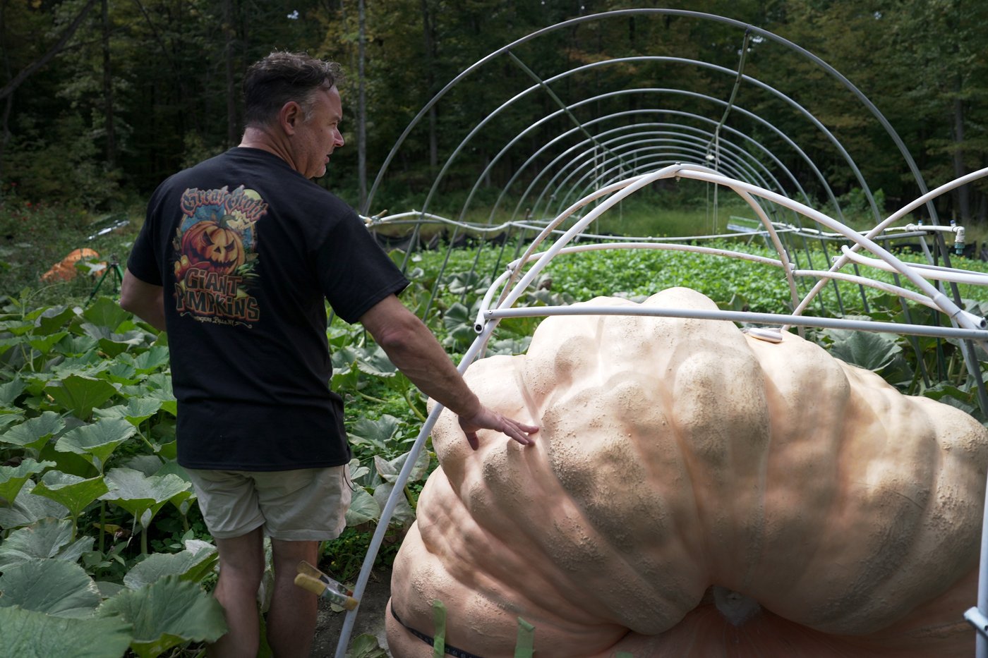 How to grow a giant pumpkin, with help from science | iNFOnews.ca How to grow a giant pumpkin, with help from science | iNFOnews.ca