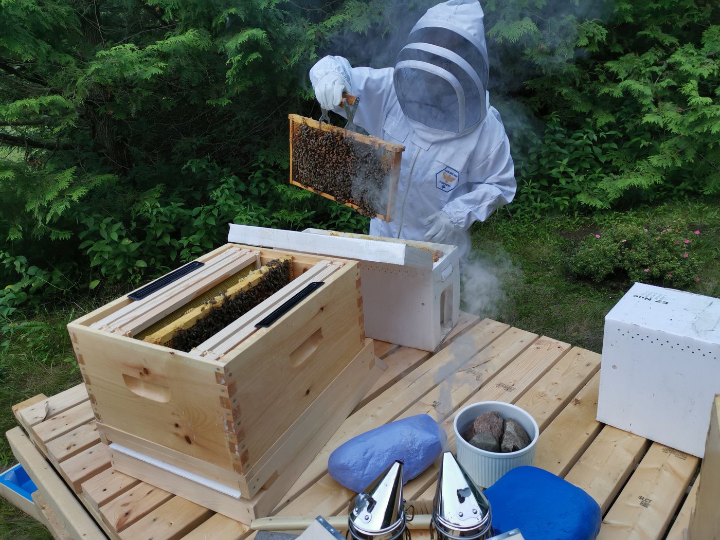 Apiaries abuzz over ruling against widening cross-border trade in live honeybees | iNFOnews.ca