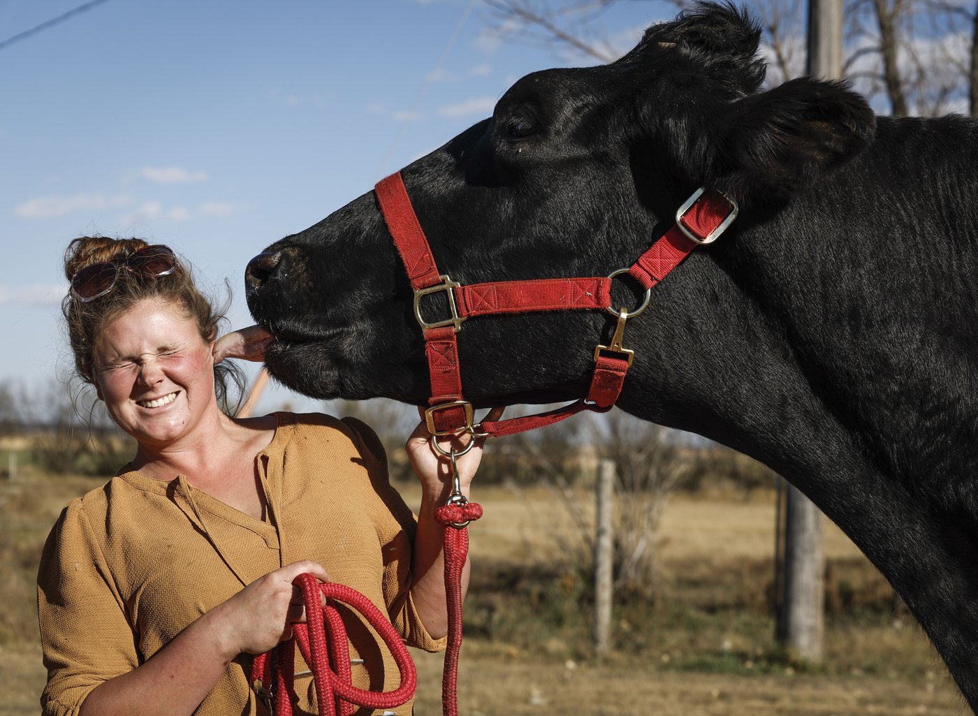 An Alberta farm is home to Beef, the world's tallest steer | iNFOnews.ca