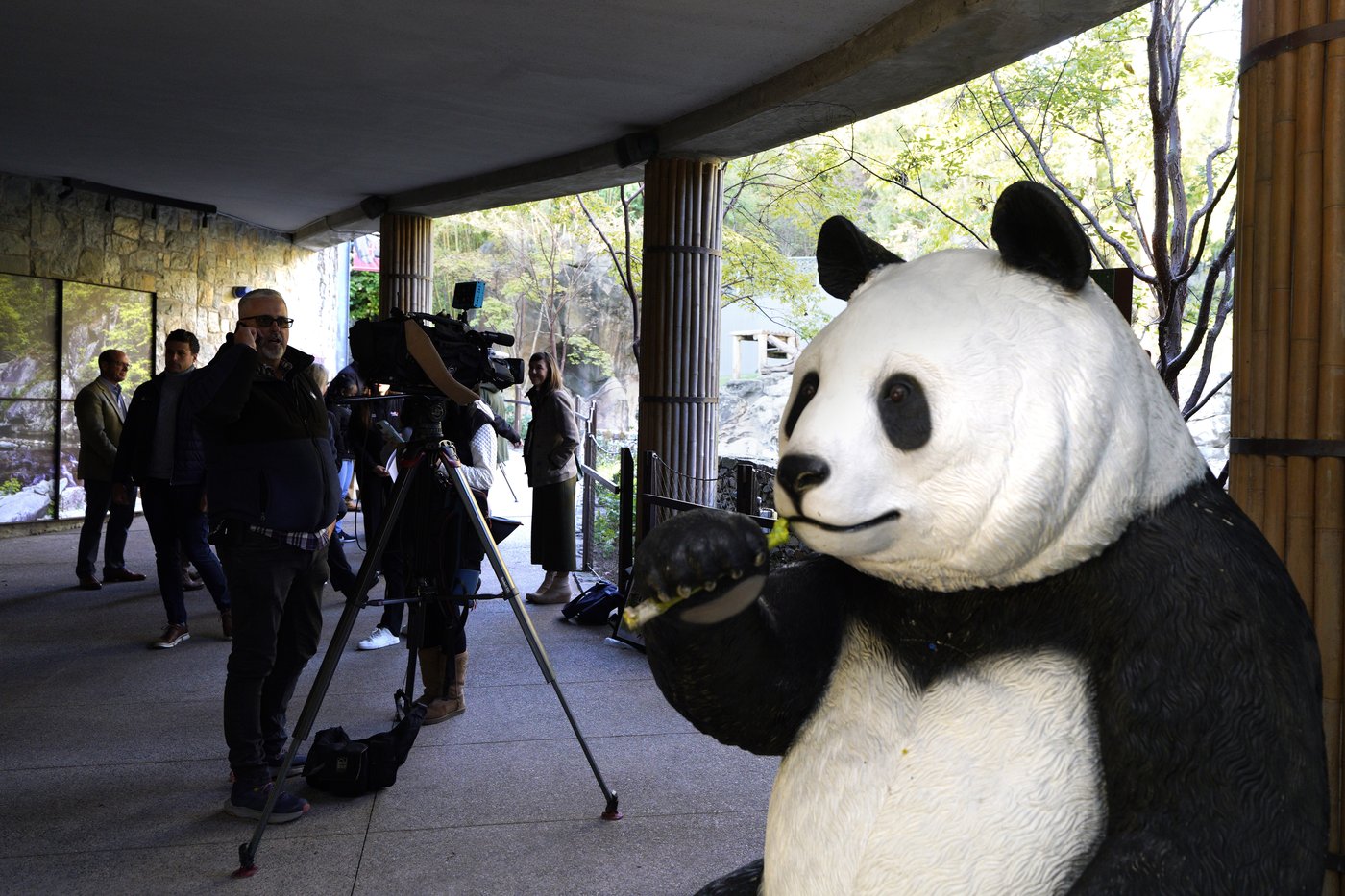 The pandas have landed! Here's what you need to know | iNFOnews.ca The pandas have landed! Here's what you need to know | iNFOnews.ca