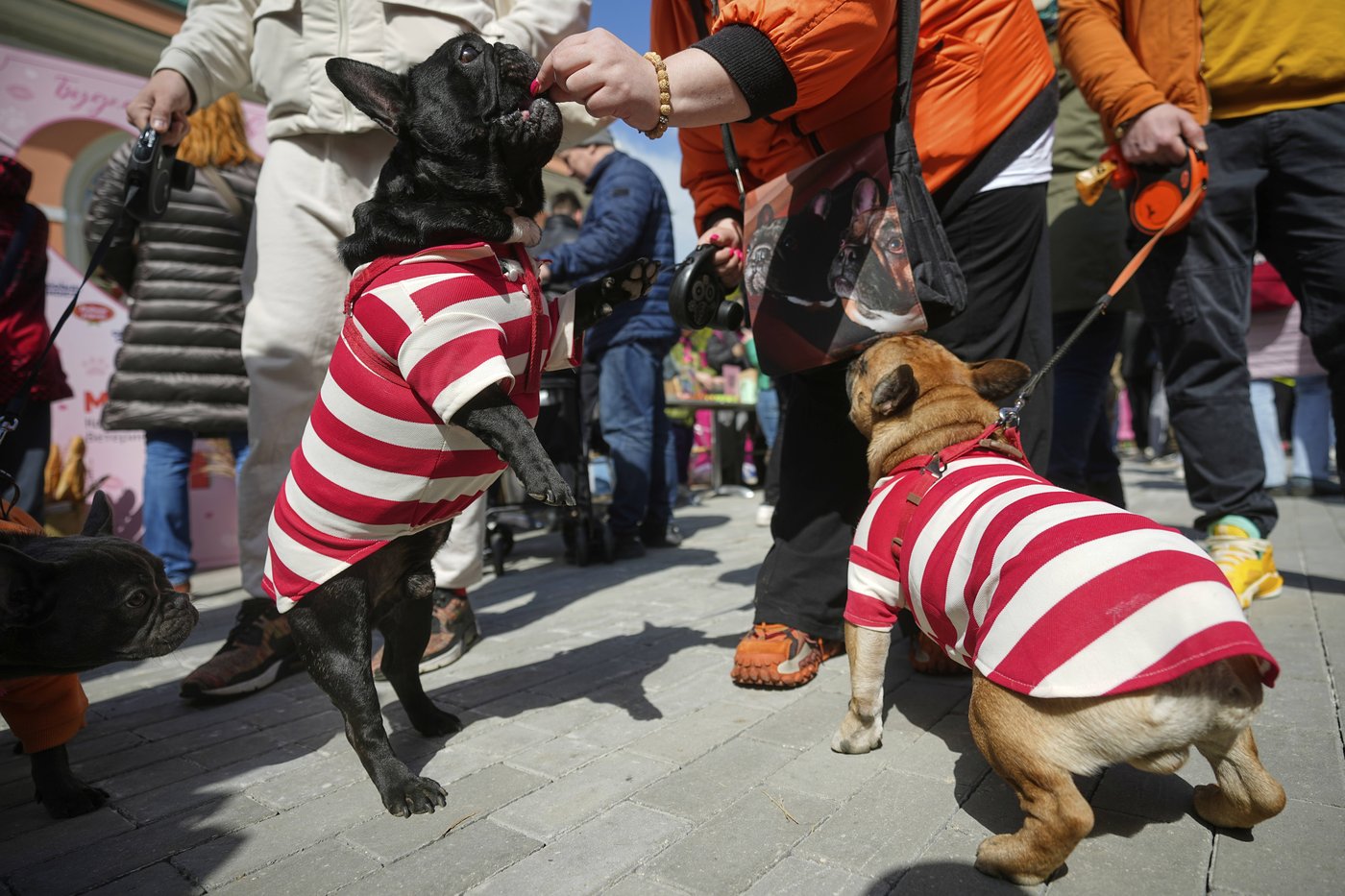PHOTO COLLECTION: Russia French Bulldogs Parade | iNFOnews.ca