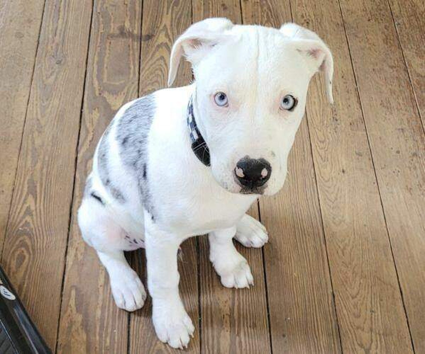 Jury finds New Orleans police officer who shot and killed puppy violated rights but has immunity | iNFOnews.ca Jury finds New Orleans police officer who shot and killed puppy violated rights but has immunity | iNFOnews.ca
