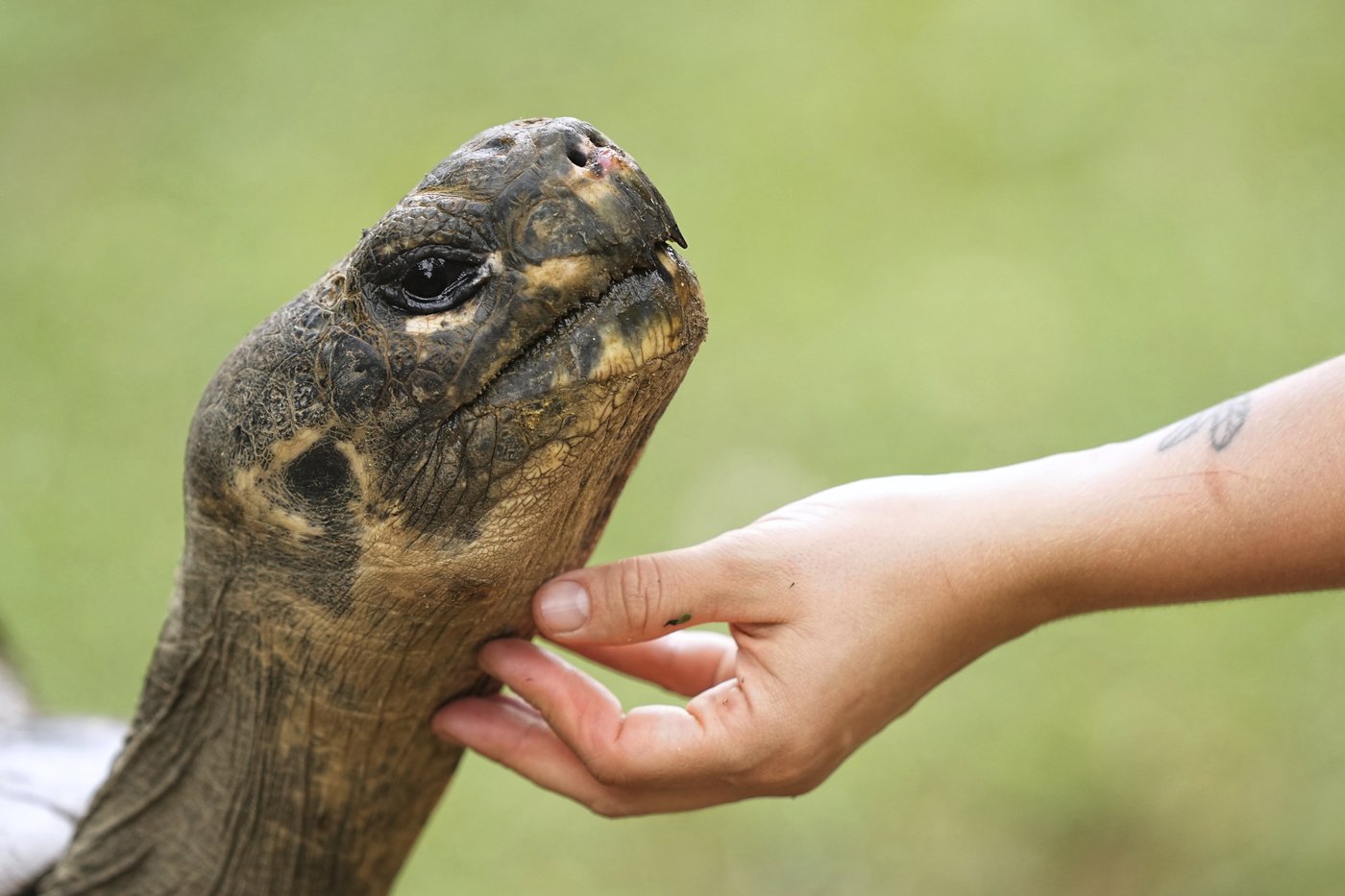 Tortoise hatchlings born of century-old parents come out of their shells at Philadelphia Zoo | iNFOnews.ca Tortoise hatchlings born of century-old parents come out of their shells at Philadelphia Zoo | iNFOnews.ca