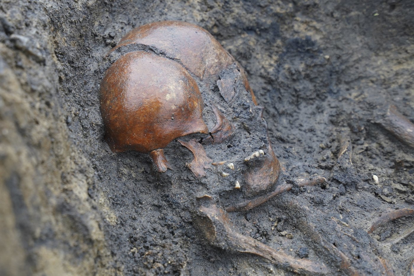 50 well-preserved Viking Age skeletons unearthed in Denmark | iNFOnews.ca 50 well-preserved Viking Age skeletons unearthed in Denmark | iNFOnews.ca