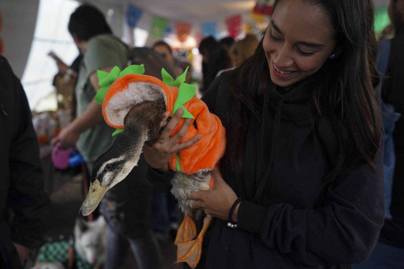 Pets join Mexico's Day of the Dead celebrations, as Fido and Tiger get their own altars | iNFOnews.ca