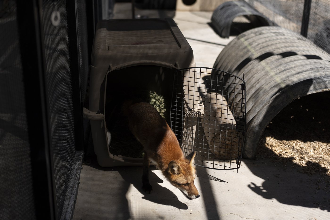 As fire raged nearby, a tiny town's zoo animals were driven to safety | iNFOnews.ca