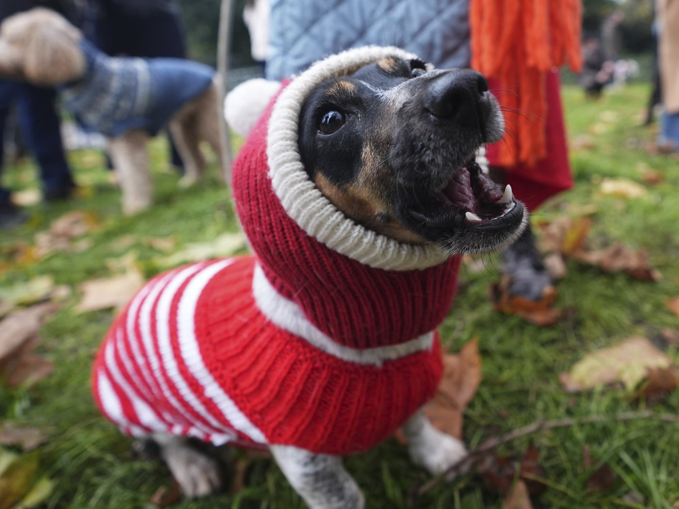 Pooches in pullovers strut their stuff at London's canine Christmas sweater parade | iNFOnews.ca Pooches in pullovers strut their stuff at London's canine Christmas sweater parade | iNFOnews.ca