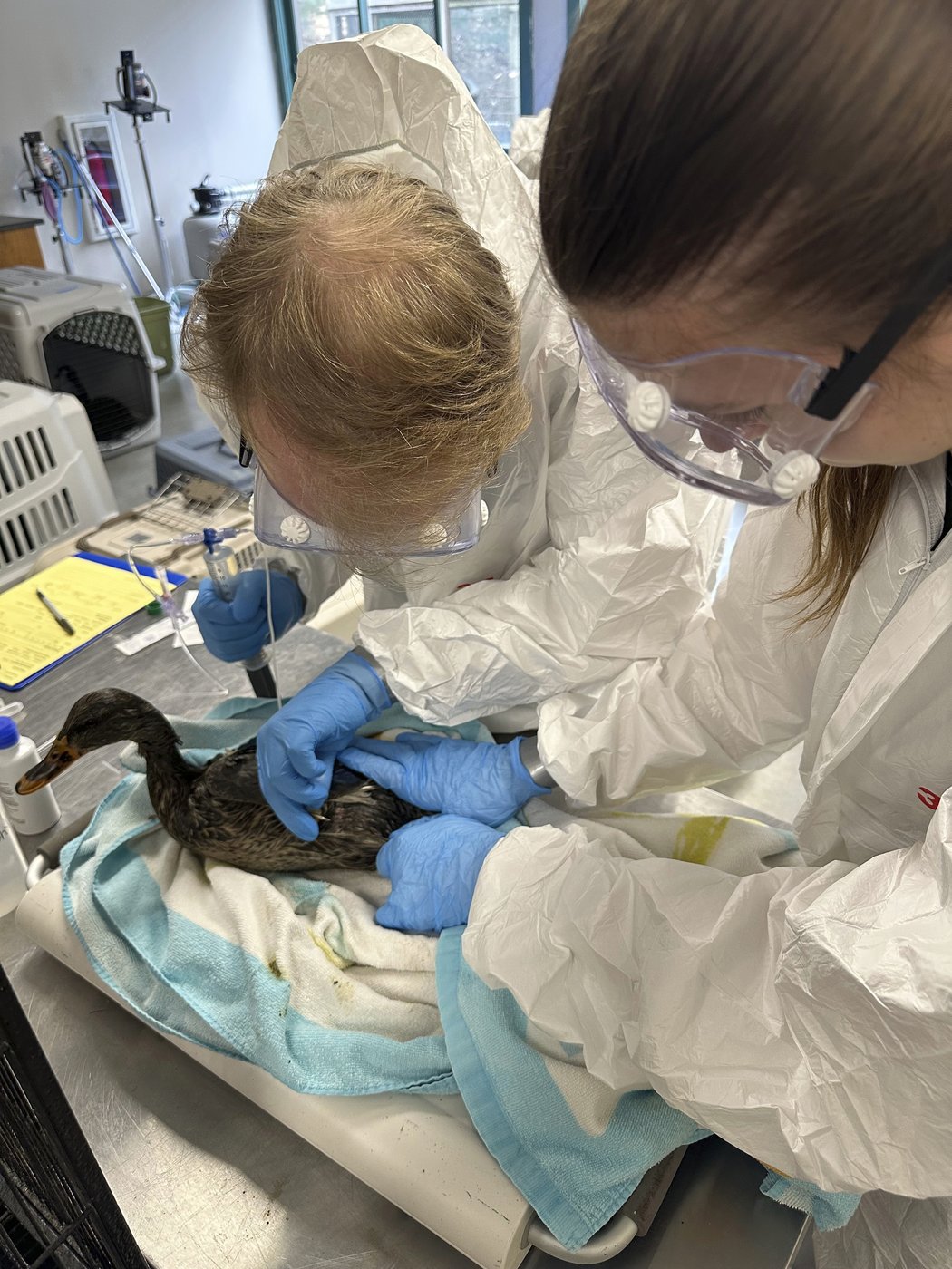Rescuers rush to save geese and ducks soaked in oil due to spill in Boston river | iNFOnews.ca