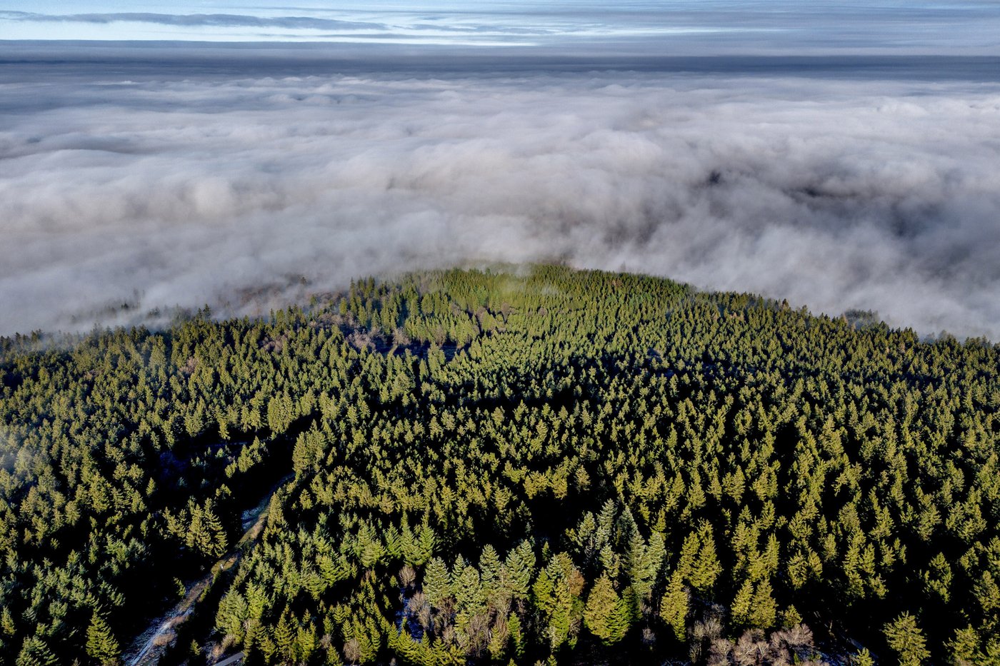 Want to plant trees to offset fossil fuels? You'd need all of North and Central America, study finds | iNFOnews.ca Want to plant trees to offset fossil fuels? You'd need all of North and Central America, study finds | iNFOnews.ca
