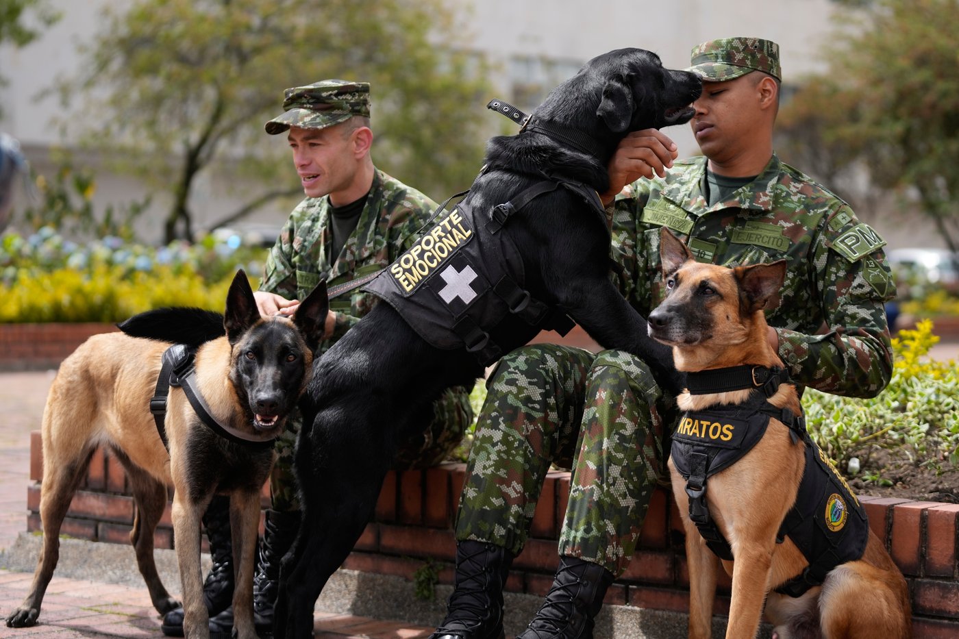 Colombian soldiers find solace in 'furry force' emotional support dogs | iNFOnews.ca Colombian soldiers find solace in 'furry force' emotional support dogs | iNFOnews.ca