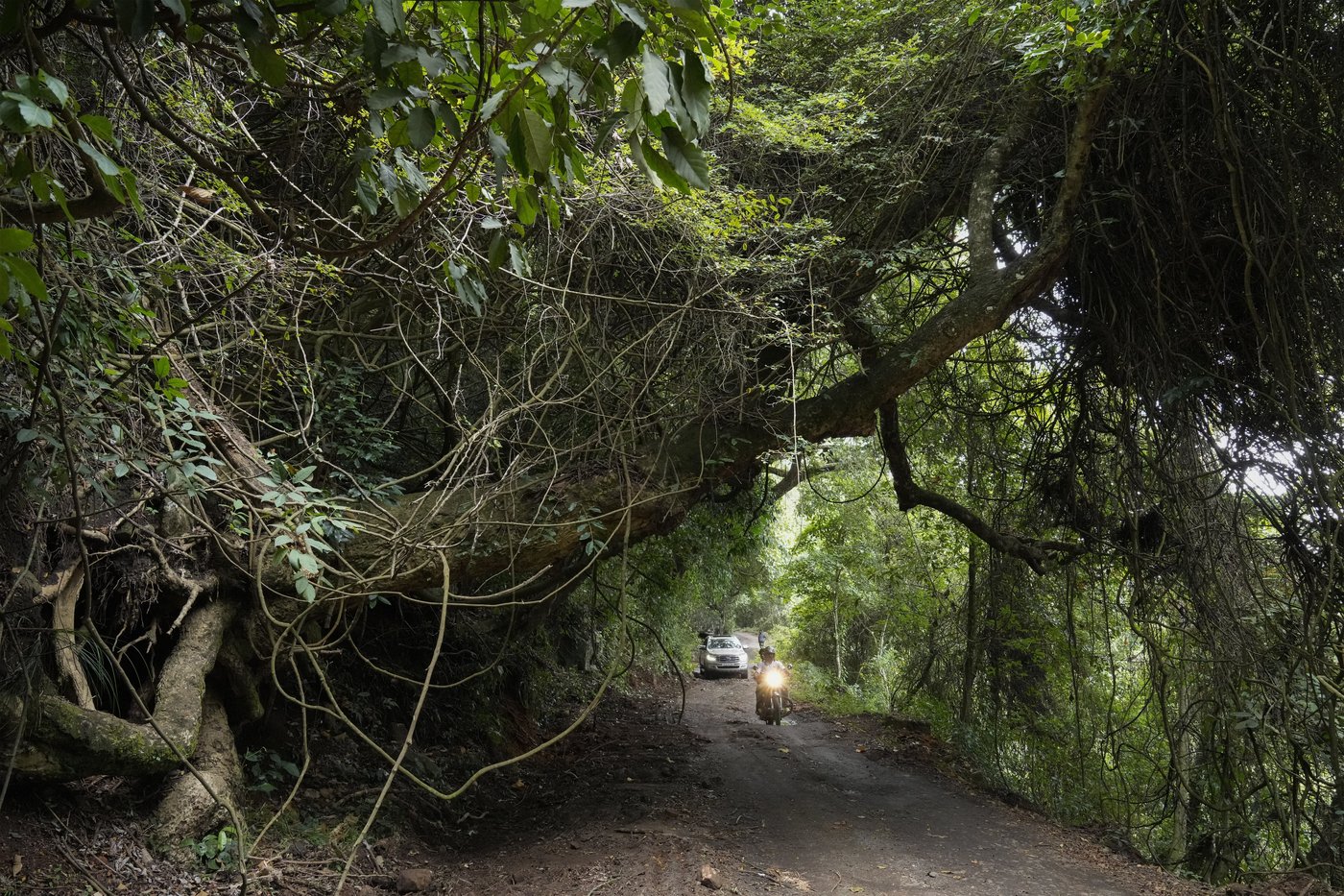 In southern India's tea country, small but mighty efforts are brewing to bring back native forests | iNFOnews.ca