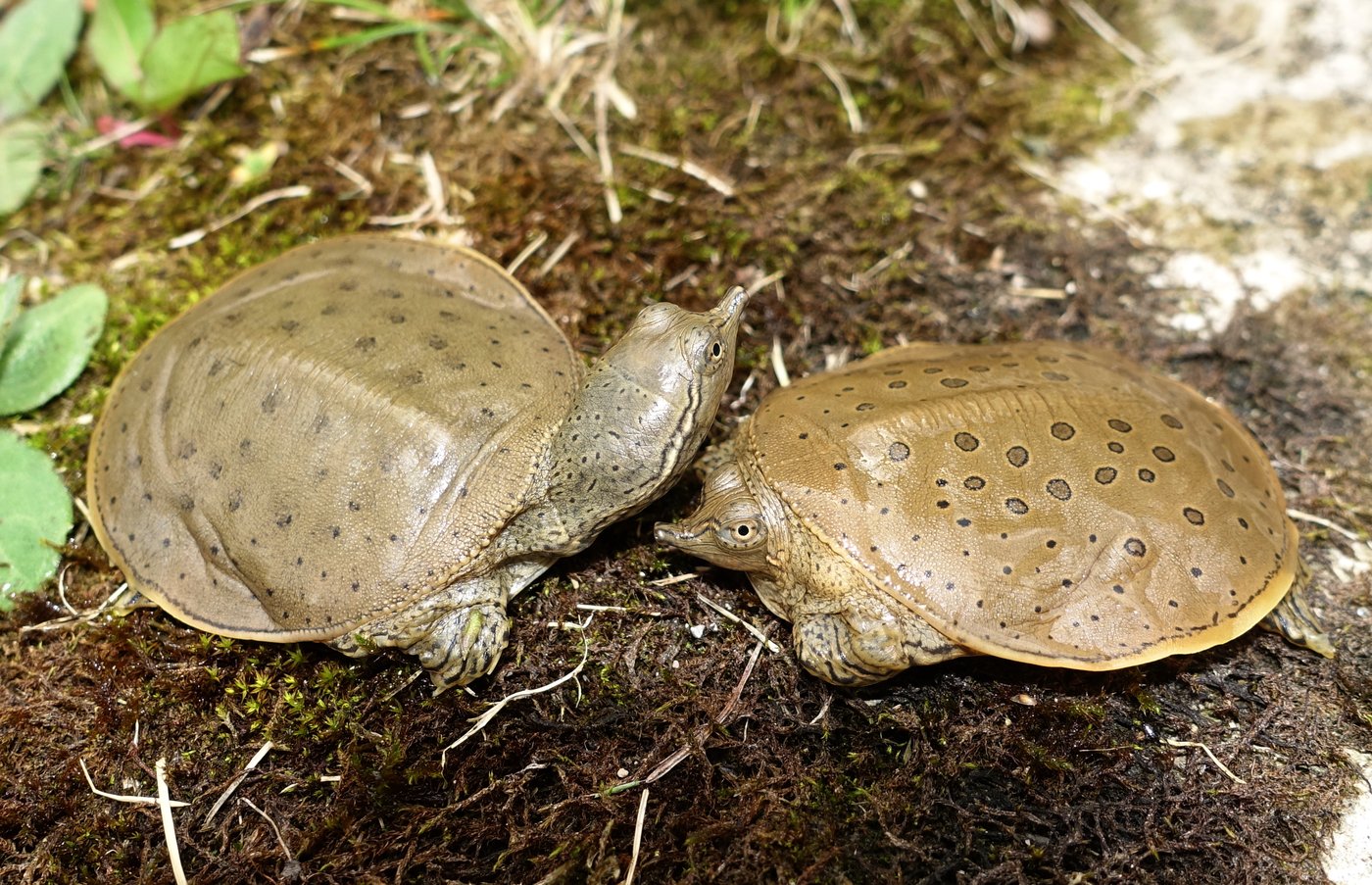 Forget the beaver, moose and goose. These are the most Canadian animals | iNFOnews.ca Forget the beaver, moose and goose. These are the most Canadian animals | iNFOnews.ca