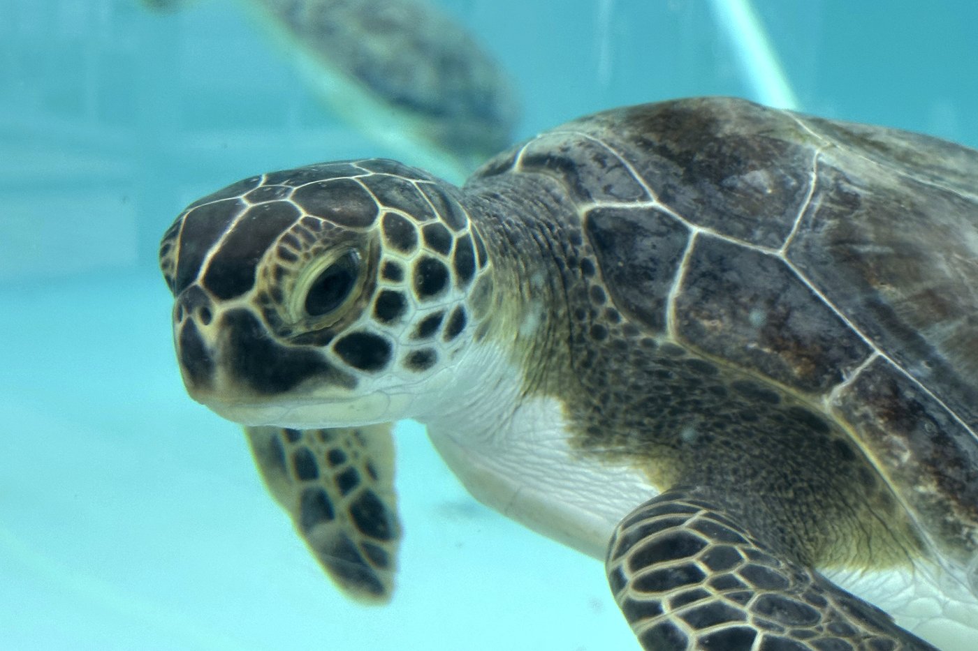 Sea turtles return to the Atlantic Ocean off Florida after being stunned by the cold | iNFOnews.ca Sea turtles return to the Atlantic Ocean off Florida after being stunned by the cold | iNFOnews.ca