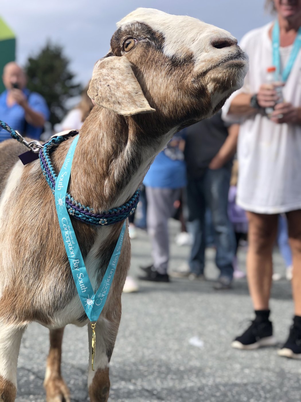 Marathon goat: animal runner wins hearts and a medal after crashing Newfoundland race | iNFOnews.ca
