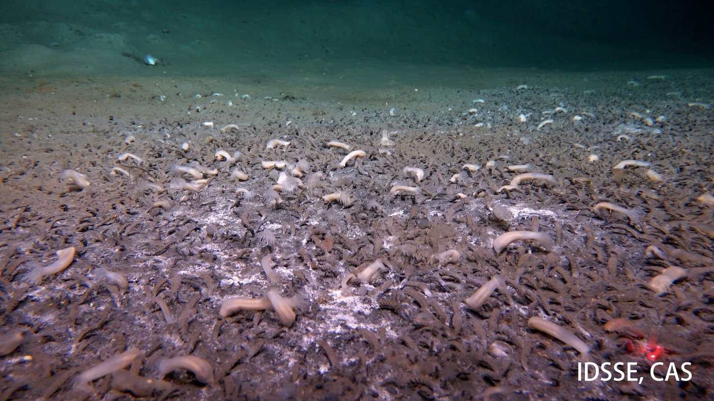 A submersible finds sea creatures thriving in the deepest parts of the ocean | iNFOnews.ca