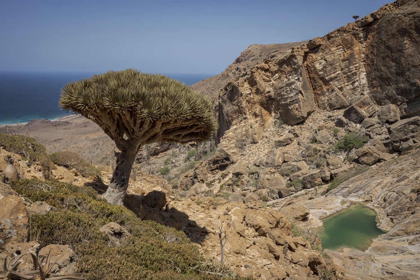 These surreal trees survived for centuries. Scientists worry for their future | iNFOnews.ca These surreal trees survived for centuries. Scientists worry for their future | iNFOnews.ca