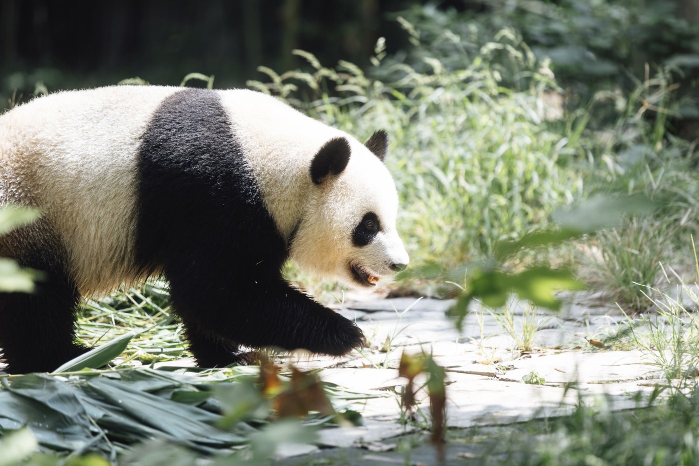 A new pair of giant pandas gifted by Beijing arrives in Hong Kong | iNFOnews.ca A new pair of giant pandas gifted by Beijing arrives in Hong Kong | iNFOnews.ca