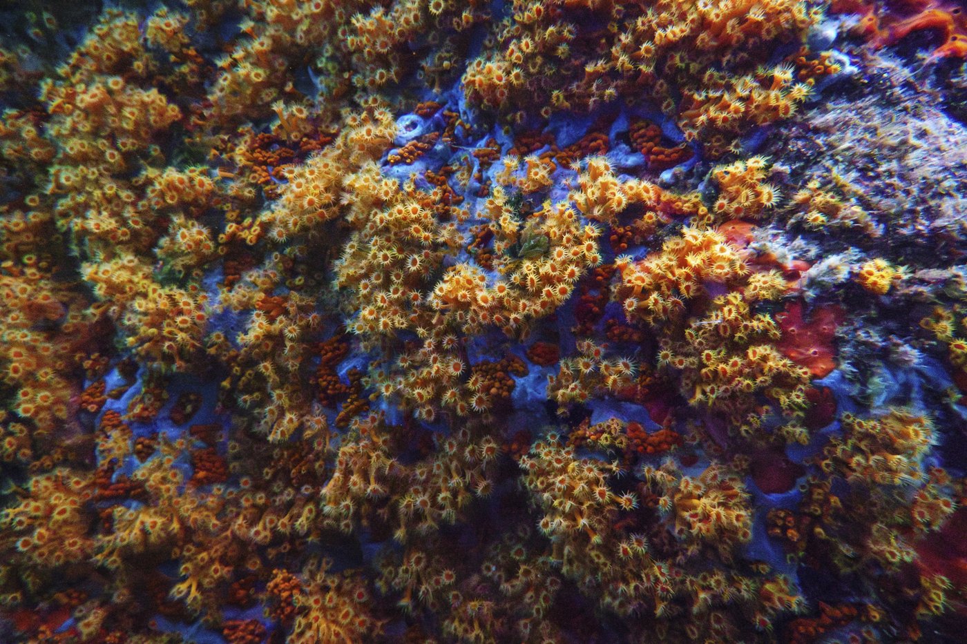 The UN Ocean Conference tries to turn promises into protection | iNFOnews.ca The UN Ocean Conference tries to turn promises into protection | iNFOnews.ca