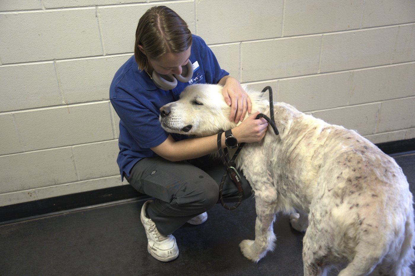 Minnesota deputies saw 250 animals suffering at purported rescue. Weeks later, only 70 were left | iNFOnews.ca Minnesota deputies saw 250 animals suffering at purported rescue. Weeks later, only 70 were left | iNFOnews.ca