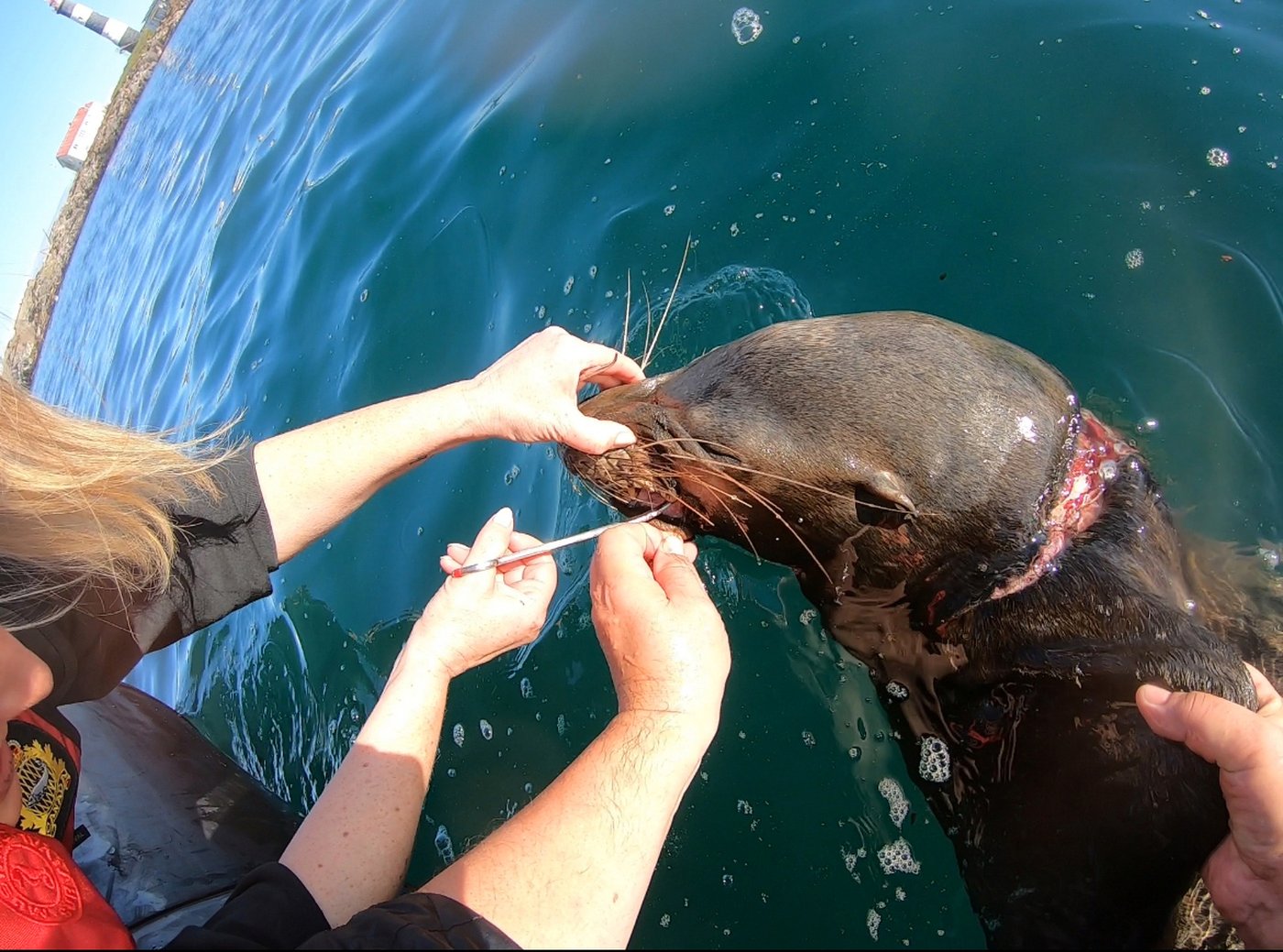 Sea lion with netting embedded in his neck, sealing mouth shut, rescued in B.C. | iNFOnews.ca Sea lion with netting embedded in his neck, sealing mouth shut, rescued in B.C. | iNFOnews.ca
