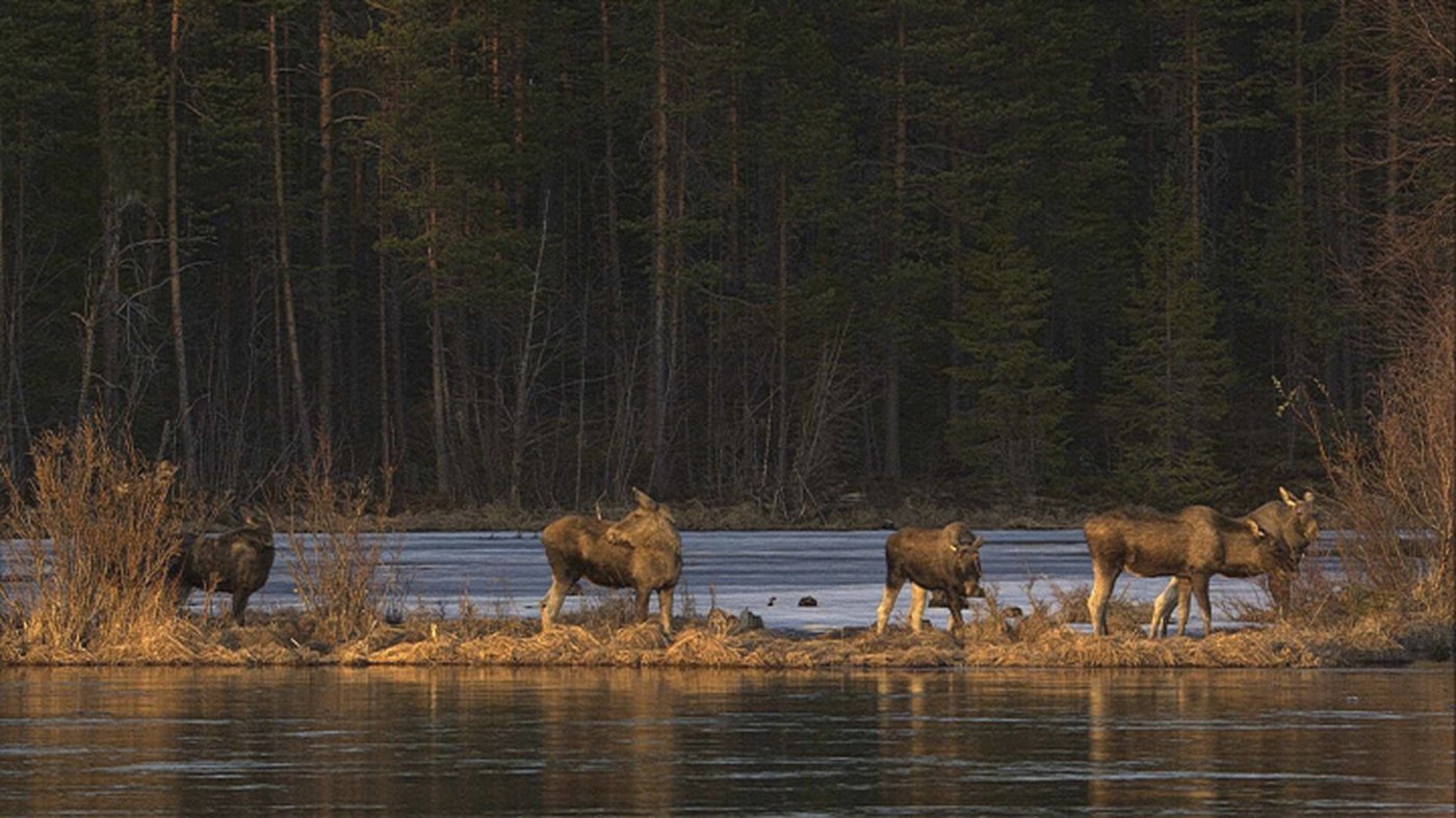 Livestream of moose migrating to summer pastures that had millions hooked ends | iNFOnews.ca