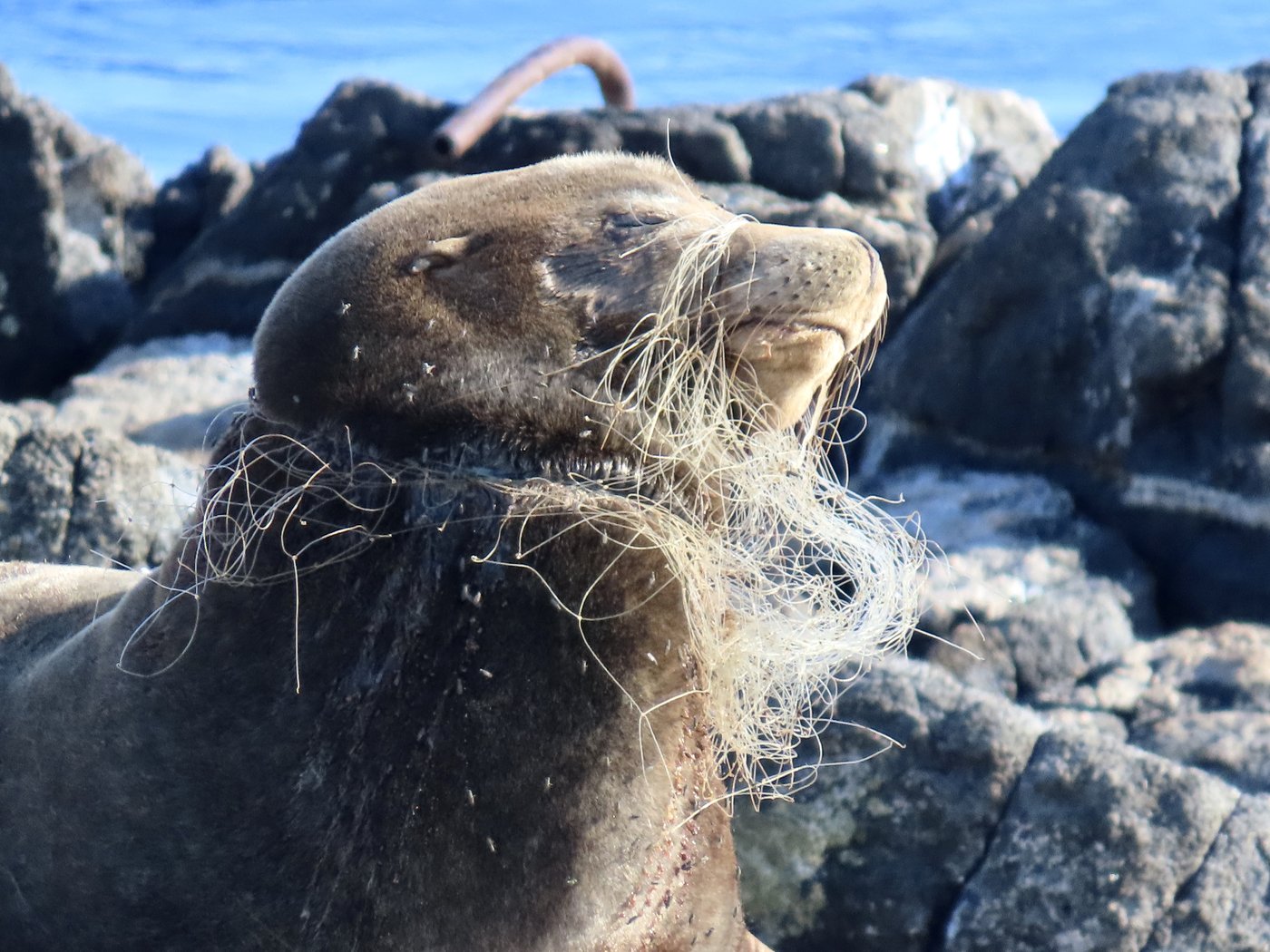 Sea lion with netting embedded in his neck, sealing mouth shut, rescued in B.C. | iNFOnews.ca Sea lion with netting embedded in his neck, sealing mouth shut, rescued in B.C. | iNFOnews.ca