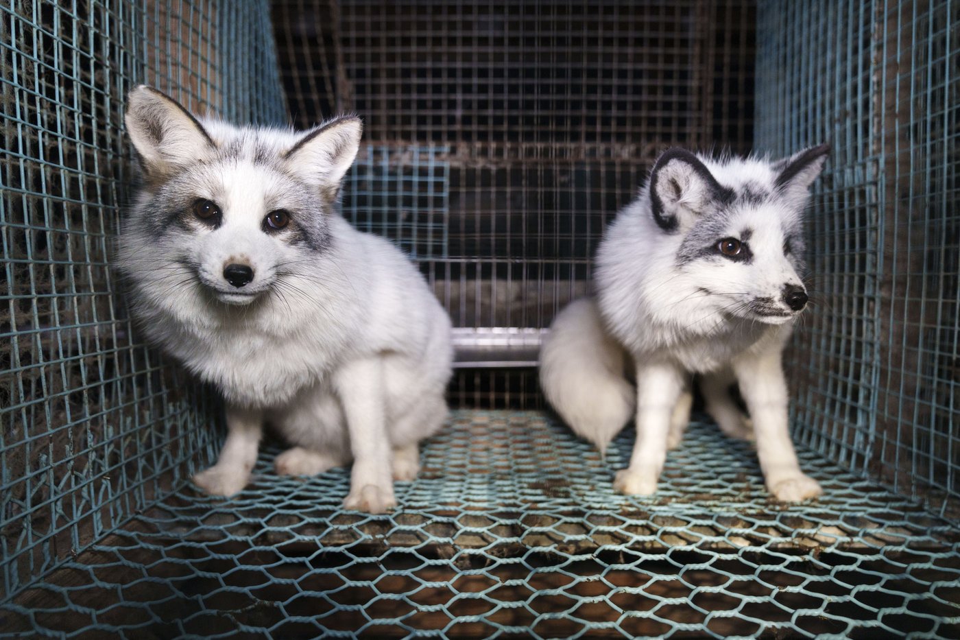 Activists release images of foxes at Finnish fur farms to push EU to ban the trade | iNFOnews.ca Activists release images of foxes at Finnish fur farms to push EU to ban the trade | iNFOnews.ca