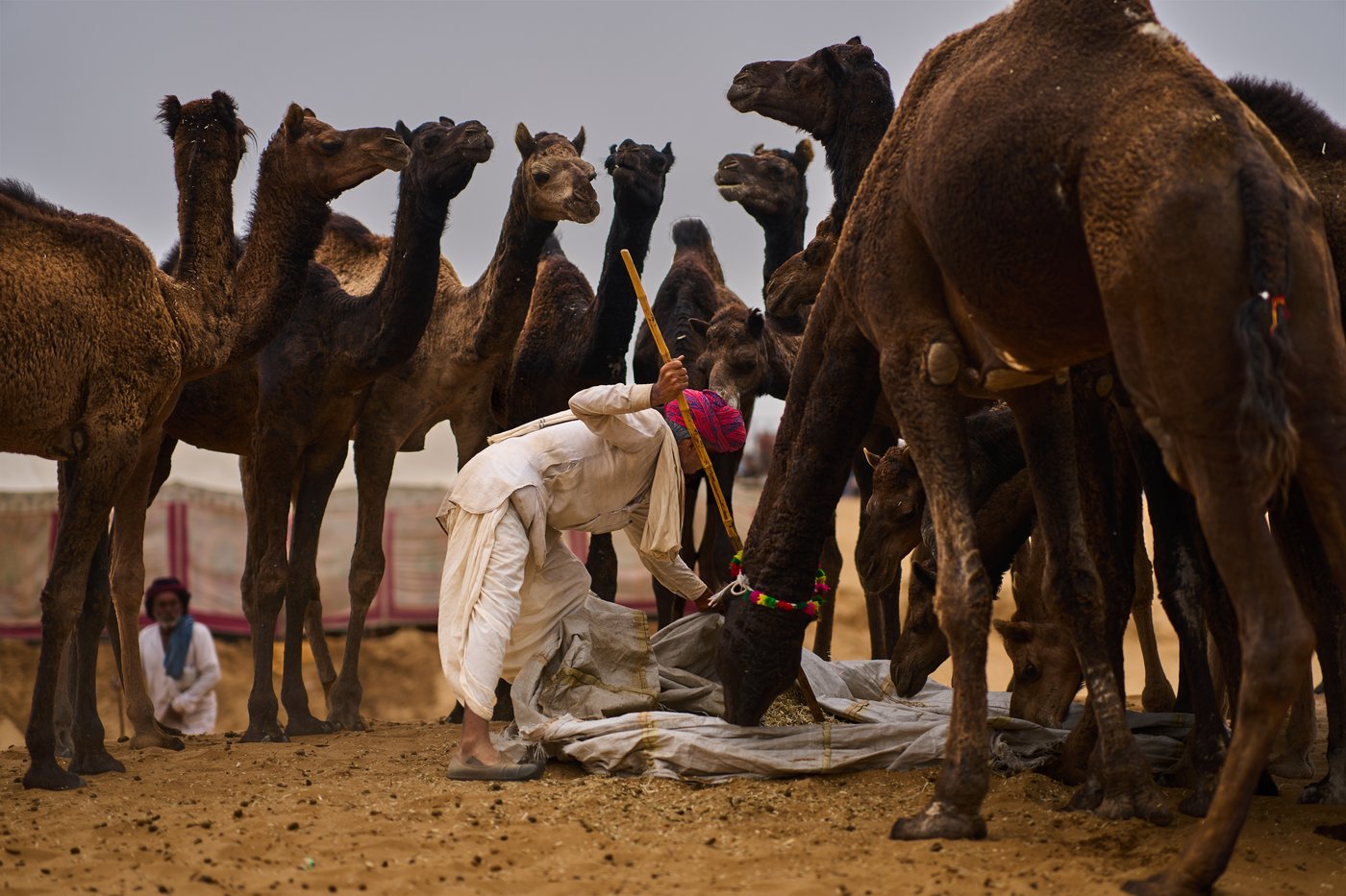 A camel fair in India's desert town of Pushkar draws traders and tourists, in photos | iNFOnews.ca