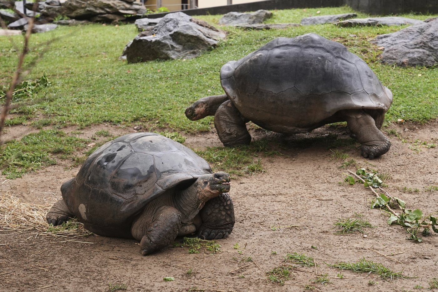 Tortoise hatchlings born of century-old parents come out of their shells at Philadelphia Zoo | iNFOnews.ca Tortoise hatchlings born of century-old parents come out of their shells at Philadelphia Zoo | iNFOnews.ca