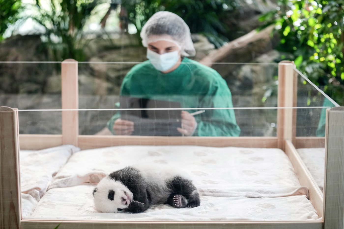 PHOTO COLLECTION: Germany Giant Pandas | iNFOnews.ca PHOTO COLLECTION: Germany Giant Pandas | iNFOnews.ca