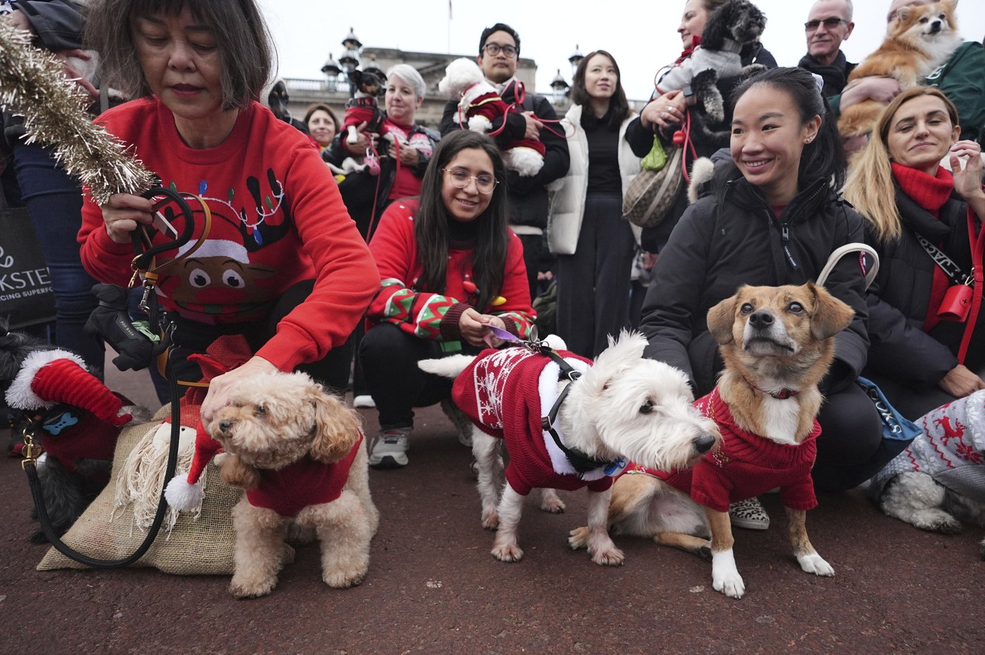 Pooches in pullovers strut their stuff at London's canine Christmas sweater parade | iNFOnews.ca Pooches in pullovers strut their stuff at London's canine Christmas sweater parade | iNFOnews.ca