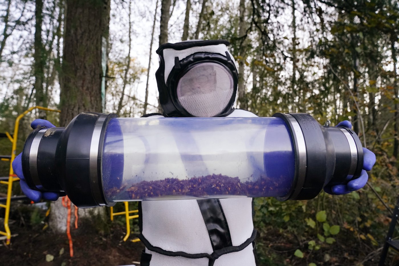Invasive 'murder hornets' are wiped out in the US, officials say | iNFOnews.ca Invasive 'murder hornets' are wiped out in the US, officials say | iNFOnews.ca