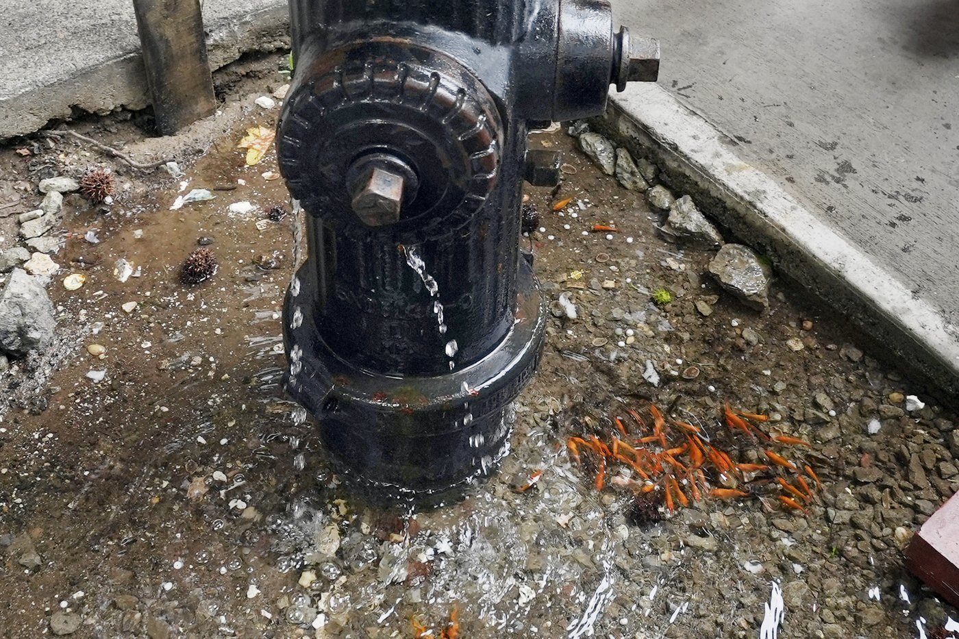 An abrupt goodbye to a guerilla goldfish aquarium beneath a leaky Brooklyn fire hydrant | iNFOnews.ca An abrupt goodbye to a guerilla goldfish aquarium beneath a leaky Brooklyn fire hydrant | iNFOnews.ca