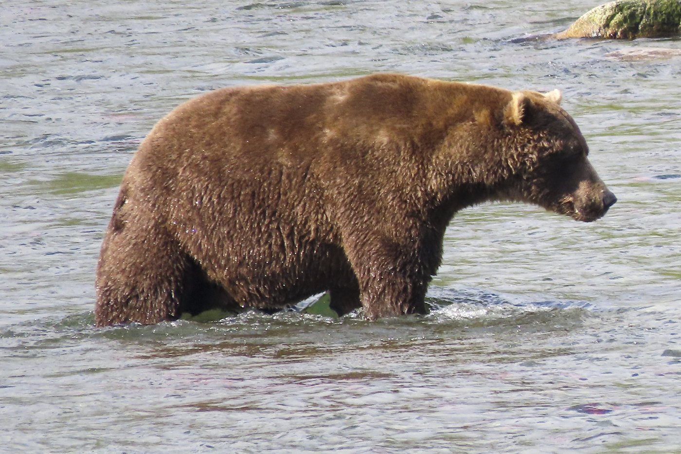 Online voting in Alaska's Fat Bear Week contest starts after an attack killed 1 contestant | iNFOnews.ca Online voting in Alaska's Fat Bear Week contest starts after an attack killed 1 contestant | iNFOnews.ca
