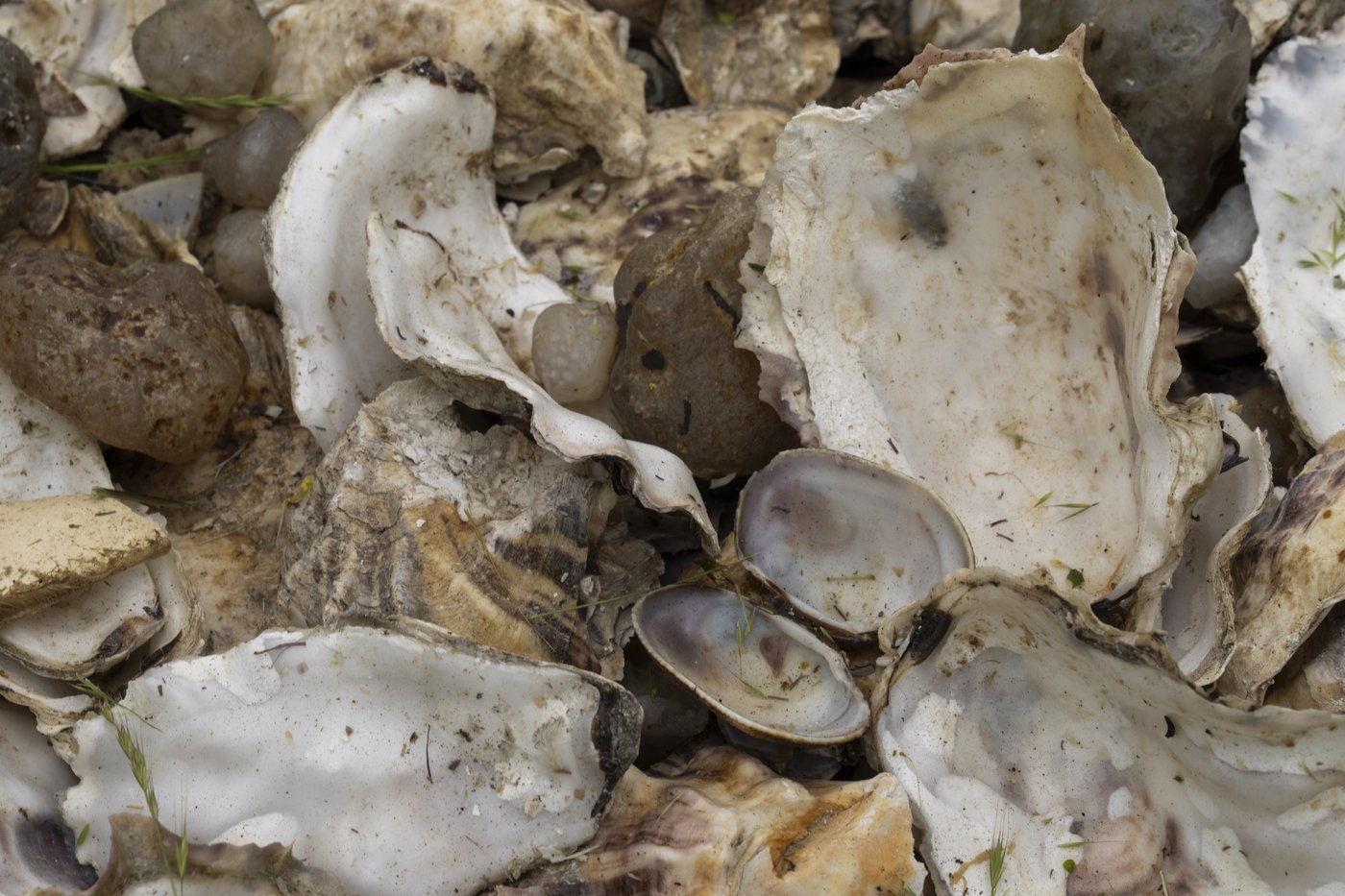 Gastrointestinal illnesses linked to P.E.I. shellfish festival jump to 550 | iNFOnews.ca