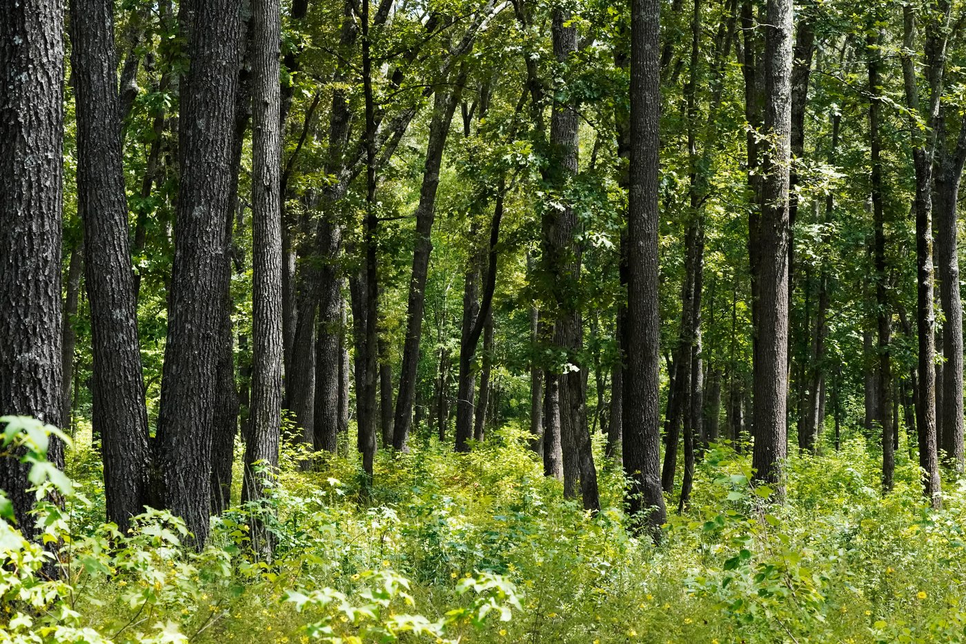 Give caterpillars a 'soft landing' under your trees. The ecosystem will thank you | iNFOnews.ca Give caterpillars a 'soft landing' under your trees. The ecosystem will thank you | iNFOnews.ca