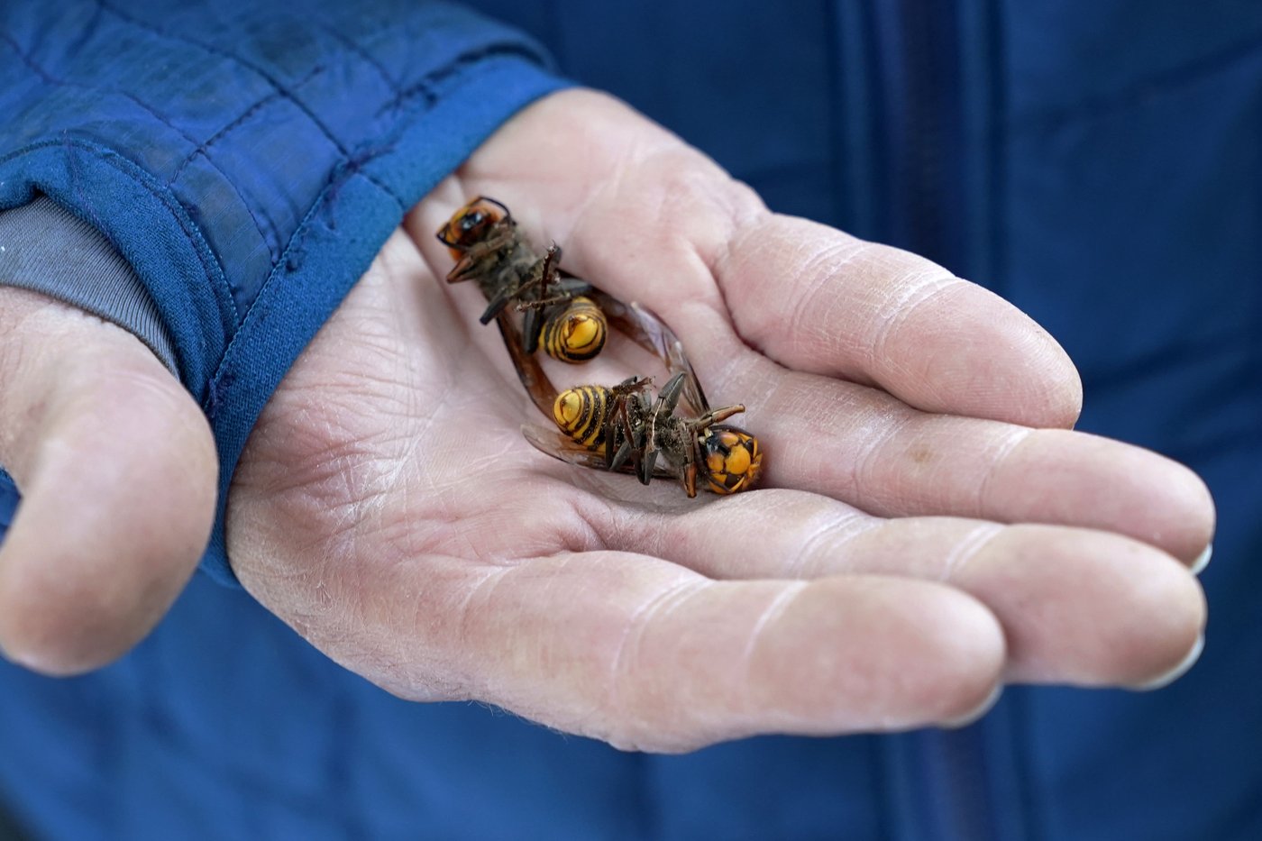 Invasive 'murder hornets' are wiped out in the US, officials say | iNFOnews.ca Invasive 'murder hornets' are wiped out in the US, officials say | iNFOnews.ca