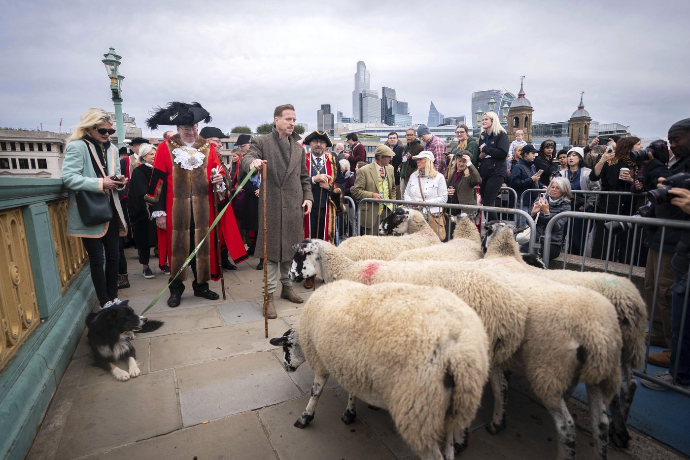 Damian Lewis herds sheep over a London bridge in homage to a medieval tradition | iNFOnews.ca Damian Lewis herds sheep over a London bridge in homage to a medieval tradition | iNFOnews.ca
