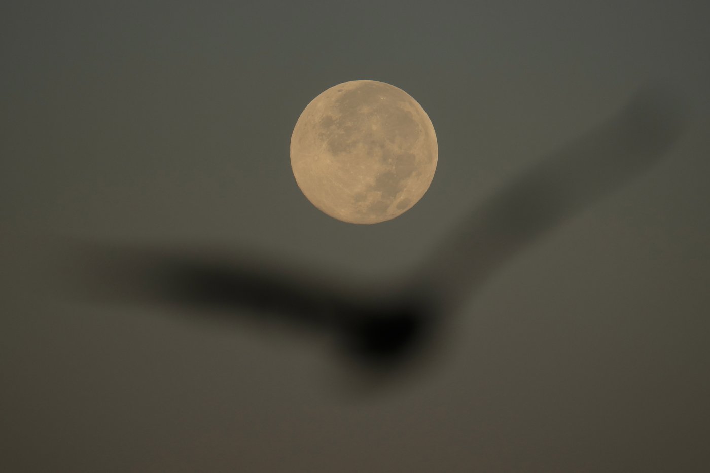 How to spot November's supermoon, the closest of the year | iNFOnews.ca How to spot November's supermoon, the closest of the year | iNFOnews.ca