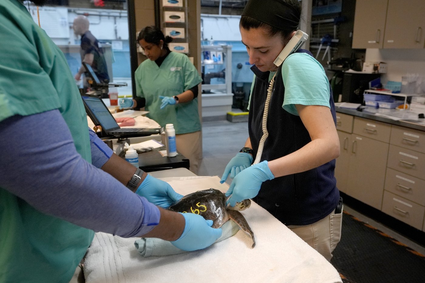 Global warming fills New England's rich waters with death traps for endangered sea turtles | iNFOnews.ca