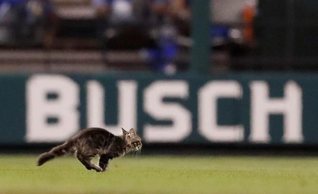 Feline fight: No Rally Cat as St. Louis Cardinals mascot | iNFOnews.ca