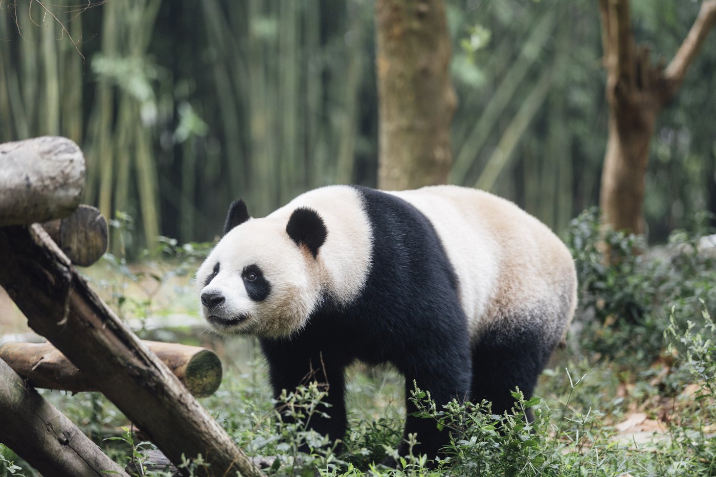 A new pair of giant pandas gifted by Beijing arrives in Hong Kong | iNFOnews.ca A new pair of giant pandas gifted by Beijing arrives in Hong Kong | iNFOnews.ca