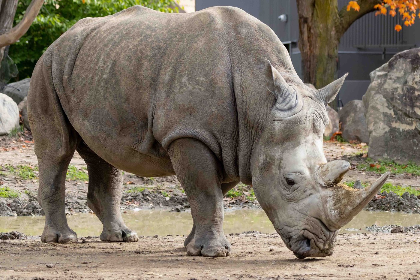 Quebec zoo announces death of Shaboola, first white rhino born in Canada | iNFOnews.ca Quebec zoo announces death of Shaboola, first white rhino born in Canada | iNFOnews.ca